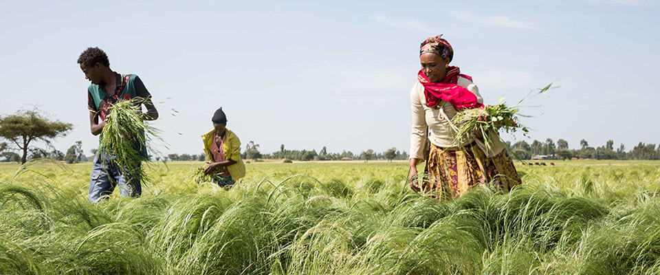 Transforming agriculture in Ethiopia | FairPlanet