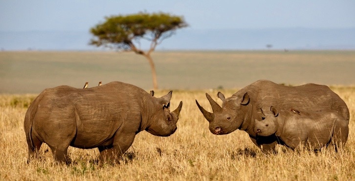 Raising Rhinos: How To Increase The Population Sustainably? 