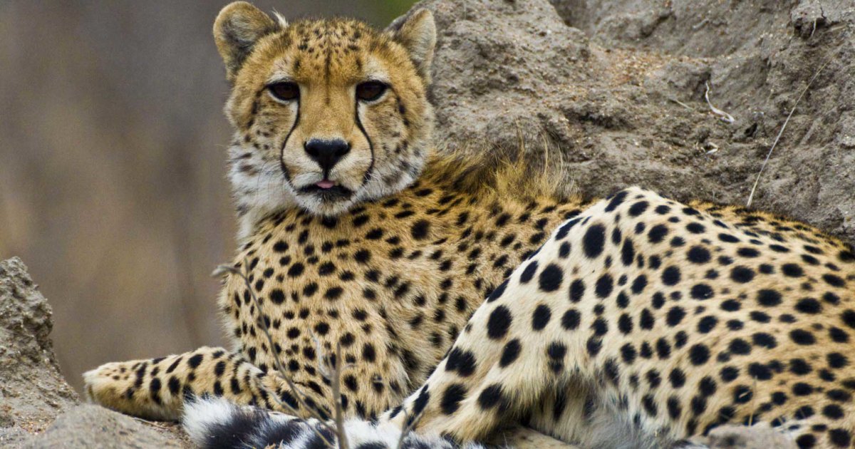 Petition for African governments to outlaw hunting | FairPlanet