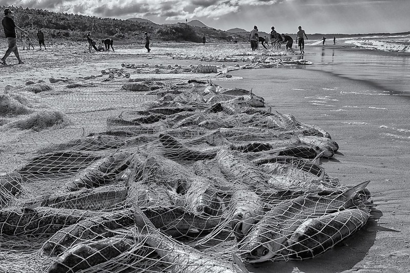 brazil fishing net, brazil fishing net Suppliers and Manufacturers at