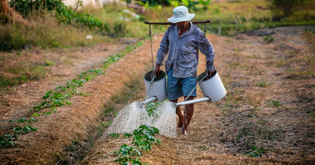 Vietnam’s water crisis threatens food security | FairPlanet