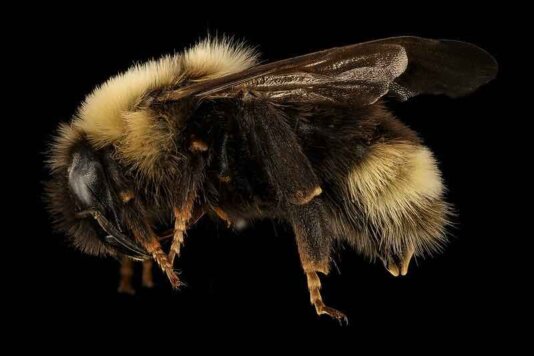 American bumblebees disappeared from 8 states, face extinction