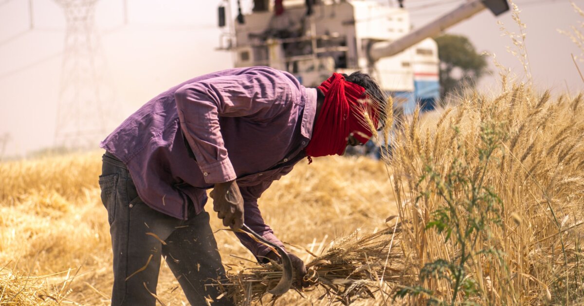 Rising heatwaves wreak havoc on India's wheat yield