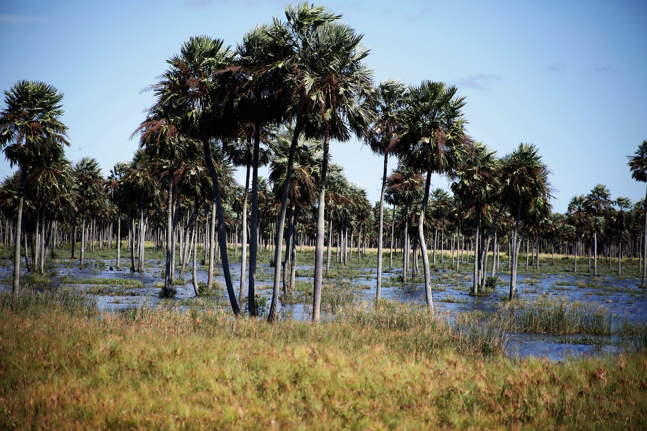 Inside the fight to save Argentina s Gran Chaco FairPlanet