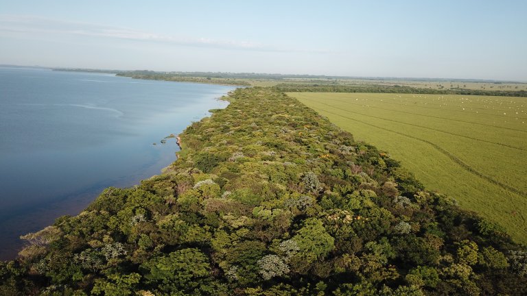 Combined effort amplifies restoration in Brazil's Atlantic Forest