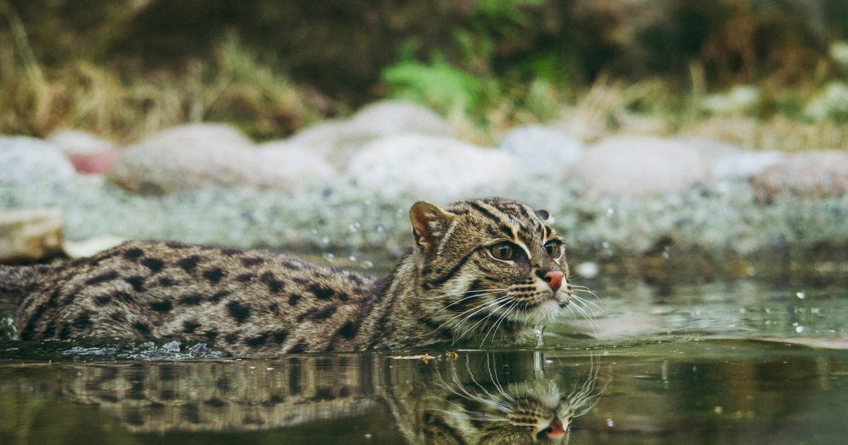 Protecting India's fishing cats from extinction