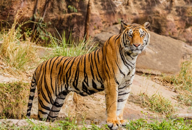Thailand's 10-year Tiger Protection Plan Has Mixed Results